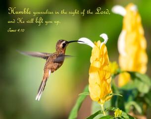 Inspirational, encouraging and uplifting Bible Verses printed on beautiful bird photography. Devotions. Encouragement and nature.