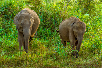Obraz premium Mother and baby elephants stroll through the undergrowth in Sri Lanka 