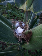 nest of eggs