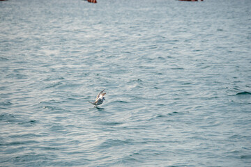 Möwen im Wasser und in der Luft