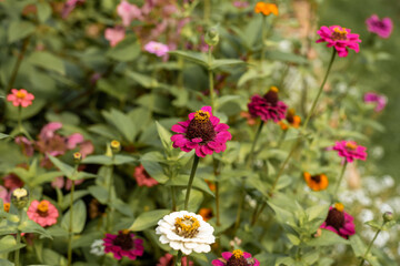Obraz na płótnie Canvas Bright pink and orange elegant zinnia flowers in the garden.