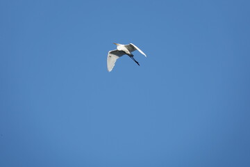 大空を舞う白い鷺