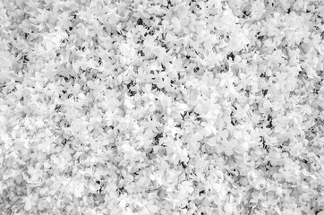 A group of white orchids that are beautifully combined together.