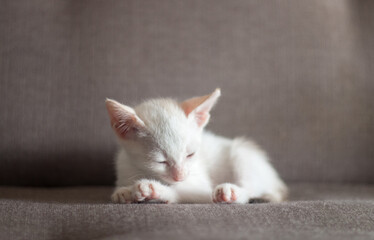 young cat sleep on sofa