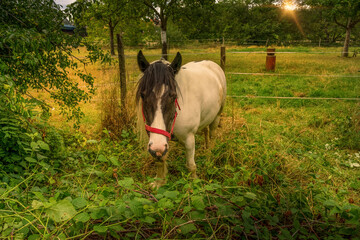 Pferd auf der Wiese.