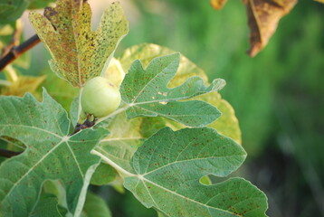 White Fig Fruit on Tree