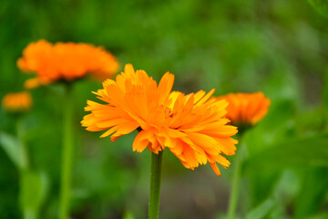 Bright orange daisies on a green background