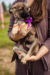 tricolor puppy with a lilac ribbon