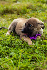 tricolor puppy with a lilac ribbon