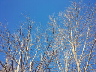 Fototapeta na wymiar Blue Sky and trees
