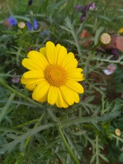 yellow flowers in the garden, yellow flowers