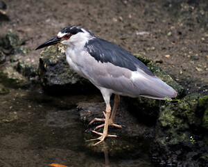 Black crowned Night-heron stock photos.  Adult bird close-up standing on moss rocks by the water and displaying its body,blue and white feather plumage,  in its habitat and environment. Image. 
