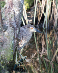 Black crowned Night-heron bird stock photos. Image. Picture. Portrait. Juvenile bird. Perched on branch with foliage background. Looking to the right side.