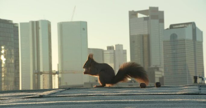 Footage of red squirrel on roof of building