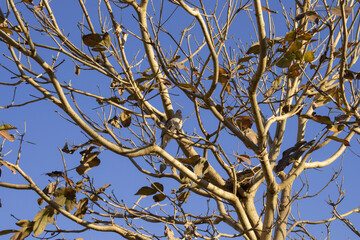 Birds nest and sky