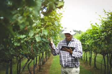 Smart farming using tablet for checking quality of grape vine.