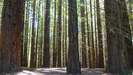 hardwood sequoias