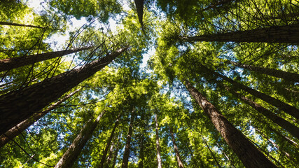 Fototapeta premium green and big redwoods