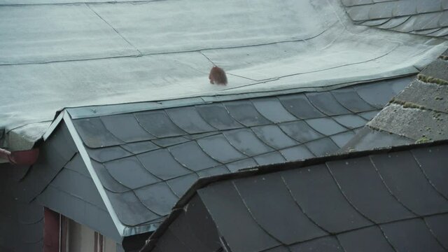 Footage of red squirrel jumping on roof of building