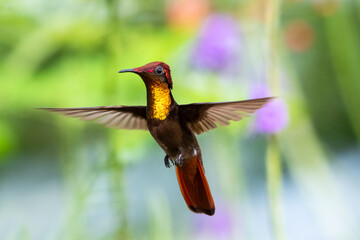 A Ruby Topaz hummingbird hovering with foliage blurred in the background. brightly lit tropical bird, bird in flight, hummingbird in garden, beautiful nature, wildlife in nature