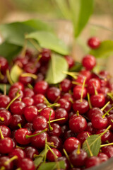 Cerezas frescas del bosque.