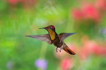 Fototapeta premium Kolibry Ruby Topaz unoszące się w powietrzu z rozmytymi liśćmi w tle. jasno oświetlony tropikalny ptak, ptak w locie, koliber w ogrodzie, piękna przyroda, dzika przyroda
