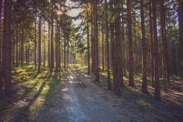 Fototapeta premium Evening forest in warm sunligh