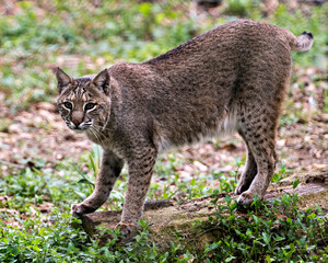 Naklejka na ściany i meble Bobcat Stock Photos. Bobcat close up walking and looking at the camera while showing its body, head, ears, eyes, nose, mouth tail and enjoying its environment and habitat. Picture. Image. Portrait.