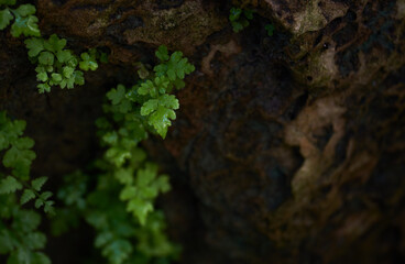 Close-up view of little fern growing on the rock