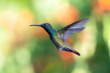 Fototapeta premium Koliberek czarnoszyi mango unoszący się na tle bokeh, jasno oświetlony tropikalny ptak, ptak w locie, koliber w ogrodzie, piękna przyroda, dzika przyroda