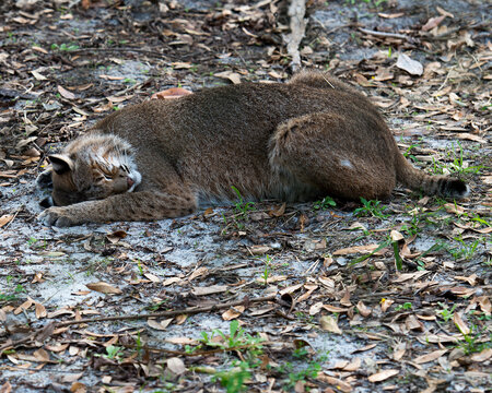 Bobcat Stock Photos. Bobcat close-up profile vieaw resting with a comic posture displaying brown fur, head, ears, eyes, nose, mouth, tail in its environment and habitat. Image. Picture.