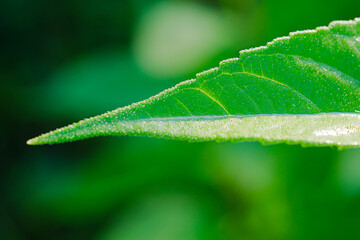  Green wet leaf macro