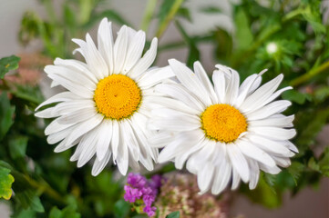 Fototapeta premium daisy