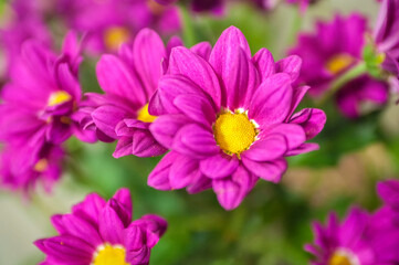 Obraz premium chrysanthemum