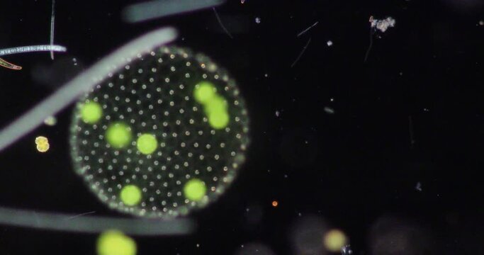 Volvox in drop of water under the microscope for classroom education.
