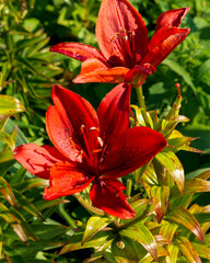 Beautiful red large flowers of lilies close-up.