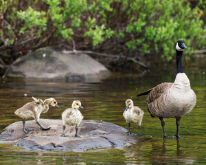  Canadian Geese Stock Photos.  Canadian Geese with baby geese gosling. Canadian Goose. Goose family.