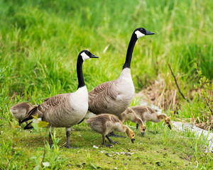 Canadian Geese Stock Photos.  Canadian Geese with baby geese gosling. Canadian Goose. Baby birds. Goose family.
