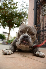 english bulldog portrait