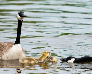  Canadian Geese Stock Photos.  Canadian Geese with baby geese gosling. Canadian Goose. Family of goose. Baby birds.