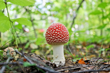 Fly agaric or fly amanita (Amanita muscaria) poisonous psychoactive mushroom. A toadstool with a red hat grows in the autumn forest.