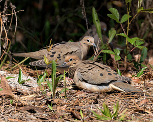 Dove Stock Photos.  Mourning doves resting on the ground displaying body, head, eye, beak, brown beige plumage and enjoying their environment with  green leaves foreground and background. Image.