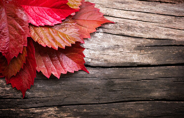  Burgundy leaves of grapes on a wooden background
