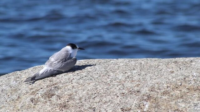 A cute young white gray arctic tern bird (Sterna paradisaea) on a big stone watching a fast flowing sea or river in the background with copy space
