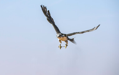 Fototapeta na wymiar Falconer is training Peregrine Falcon in a desert near Dubai