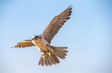 Falconer is training Peregrine Falcon in a desert near Dubai - Powered by Adobe