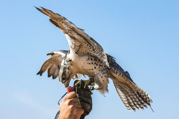 Falconer is training Peregrine Falcon in a desert near Dubai