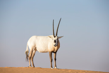 arabian ory in a desert near Dubai