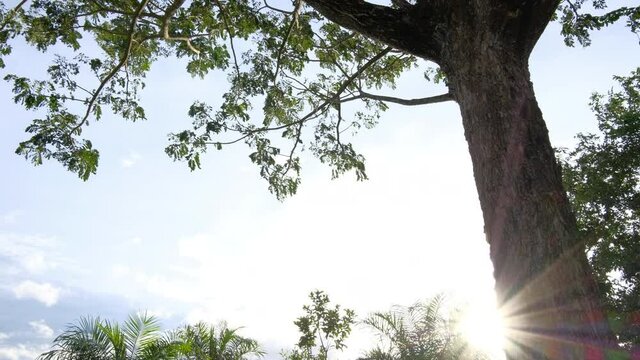Trees at sunset. "Rain
Tree East Indian Walnut" or "Samanea saman" . Beautiful Sun's rays through of trees.