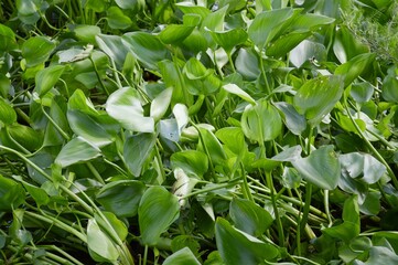 fresh green water hyacinth plant in nature garden